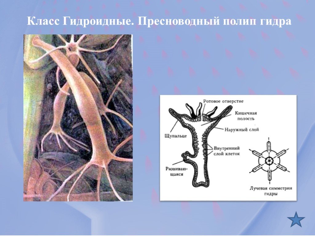 Блэкспрут как зайти